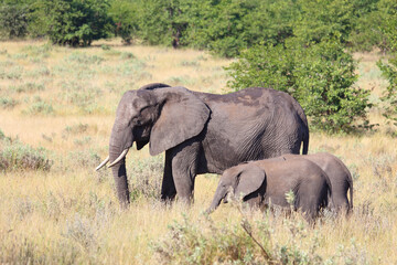 Obraz premium Afrikanischer Elefant / African elephant / Loxodonta africana