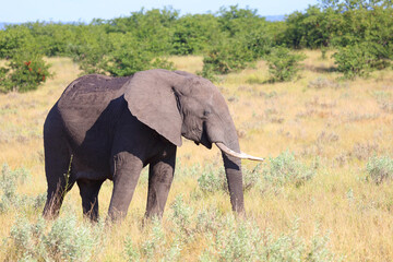 Afrikanischer Elefant / African elephant / Loxodonta africana