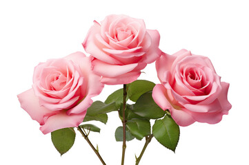 Fototapeta premium Three beautiful pink roses in full bloom, with soft petals and green leaves, cut out