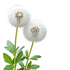 Two Dandelions On Background Green Leaves On White Background, Illustrations Images