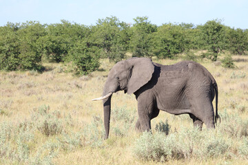 Fototapeta premium Afrikanischer Elefant / African elephant / Loxodonta africana