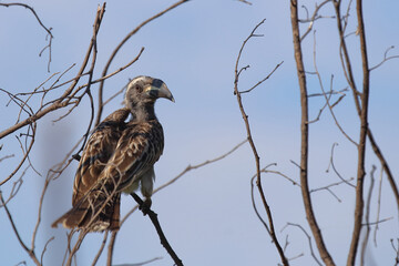 Grautoko / African grey hornbill / Lophoceros nasutus