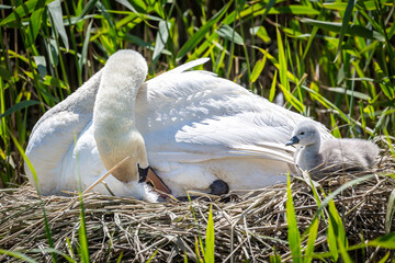 A close up of a mute swan and cygnets on a nest in Sussex, on a sunny spring day