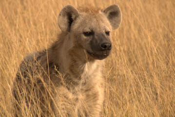 spotted hyena in tall grass