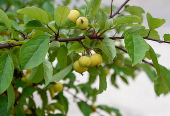 Small yellow apples.