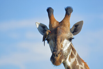 Giraffe / Giraffe / Giraffa Camelopardalis © Ludwig