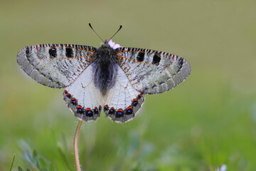 False Apollo butterfly (Archon apollinus) on plant