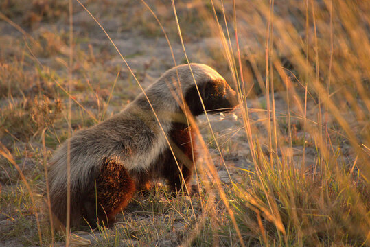 honey badger taking in the sun