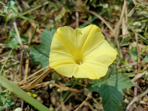 Merremia is a genus of flowering plants in the morning glory family, Convolvulaceae. Members of the genus are commonly known as woodroses