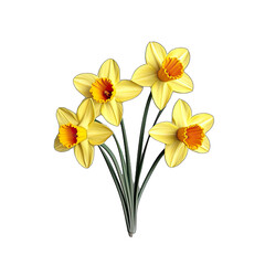 daffodills flower isolated on white background