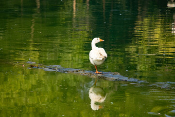 White Indian Goose Duck standing on one leg to keep themselves warm, unipedal posture
