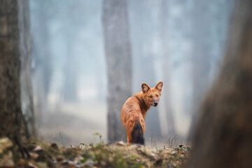 Endangered Asian carnivores theme: Dhole, Cuon alpinus, an orange-brown canid, indian wild dog in the natural habitat of a misty Indian forest, direct eye contact, Nagarahole, Karnataka, India. 