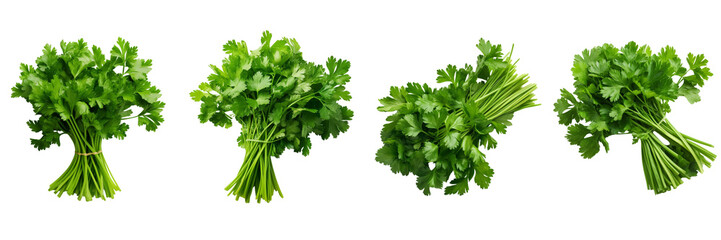  Set of A bunch of green flat leaf parsley isolated cutout on a Transparent Background