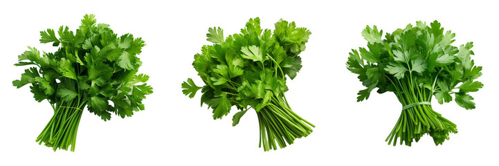  Set of A bunch of green flat leaf parsley isolated cutout on a Transparent Background