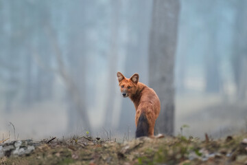 Endangered Asian carnivores theme: Dhole, Cuon alpinus, an orange-brown canid, indian wild dog in the natural habitat of a misty Indian forest, direct eye contact, Nagarahole, Karnataka, India. 