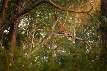 Indian leopard, Panthera pardus fusca, big cat carnivore on a  branch against Indian misty forest canopy trees, illuminated by sunlight rays, direct eye contact, Nagarahole tiger reserve, India.