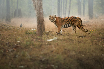 Fototapeta na wymiar Tiger safari theme: Bengal tiger, Panthera tigris, in morning haze, among trees, side view , eye contact. Tigress in her natural habitat. Nagarahole, Karnataka, India. 