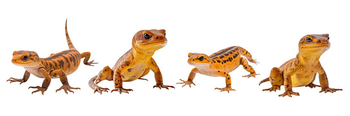 Set of A newt on a Transparent Background