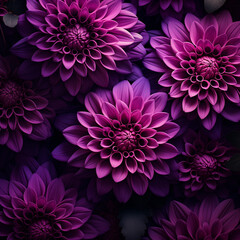 Vibrant purple petals of chrysanthemums and dahlias burst forth from this annual plant, creating a stunning display of natural beauty