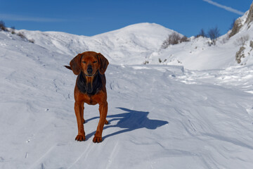 A dog in the mountains during winter on a sunny day. White snow landscape.