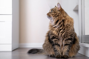 A young Siberian cat is resting, lying on the floor. Wild cat look. Hairy cat with beautiful green eyes. Horizontal photo