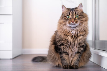 A young Siberian cat is resting, lying on the floor. Wild cat look. Hairy cat with beautiful green eyes. Horizontal photo