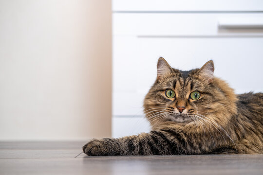 A young Siberian cat is resting, lying on the floor. Wild cat look. Hairy cat with beautiful green eyes. Horizontal photo