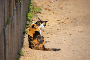 Calico Cat with Green Eye sitting outdoor