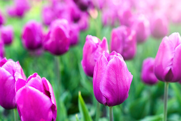 Obraz na płótnie Canvas Pink tulips on a sunny spring morning in the garden. Close-up. Selective focus.