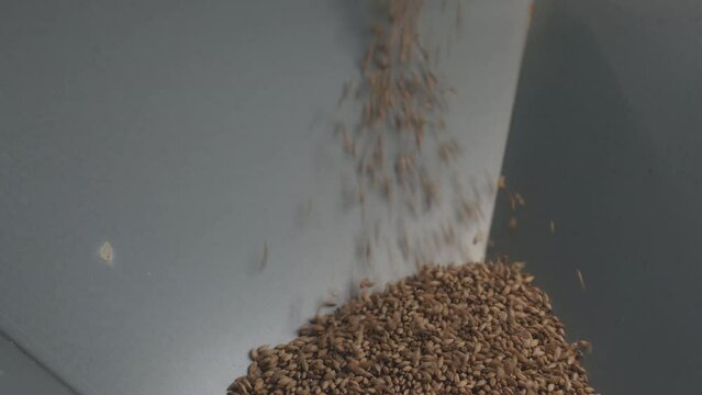 Brewery worker in white coverall uniform pouring barley grains from bag into stainless-steel brew tank