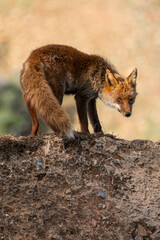 Naklejka na ściany i meble Beautiful vertical portrait of a red fox specimen looking warily at one side from above a rock with some straw and the background out of focus in Sierra Morena, Andalusia, Spain, Europe