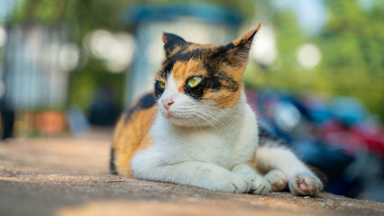 Calico Cat with Green Eye sitting outdoor
