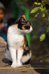 Calico Cat with Green Eye sitting outdoor