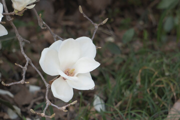 上から見下ろすハクモクレン(Magnolia denudata)の花