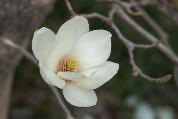 ハクモクレン(Magnolia denudata)の花をクローズアップ