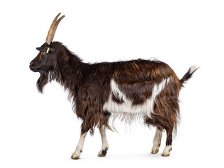 Adult female brown with white Dutch Land race walking side ways, looking straight ahead and away from camera. Isolated on a white background.