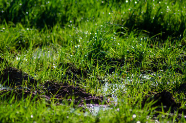 Hierba después de llover con charcos y barro