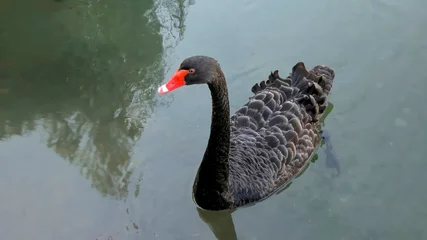 Foto op Plexiglas Black swan swimming on lake © robybret
