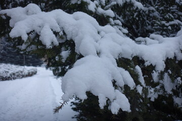 Fresh snow on branch of common yew in January