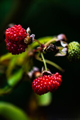 berries on a bush