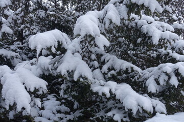 Thick cover of snow on branches of common yew in January