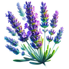 Naklejka premium Vibrant Watercolor Lavender - Isolated Transparent Design