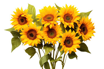 Bright yellow sunflowers in full bloom, cut out