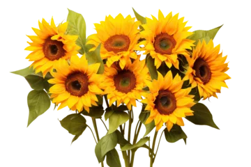 Foto auf Glas Bright yellow sunflowers in full bloom, cut out © Yeti Studio