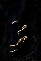 Fototapeta premium Mushrooms on tree
