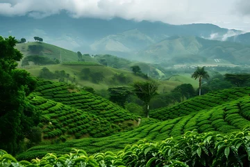 Papier Peint photo Lavable Vert The serene landscape of Colombian coffee plantations with lush green fields and towering mountains.