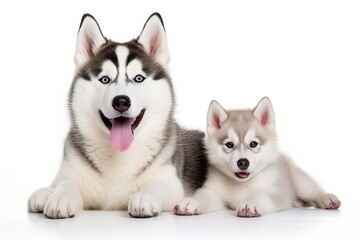 family of cute husky dogs