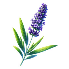 Naklejka premium Vibrant Watercolor Lavender - Isolated Transparent Design