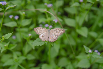 Close up of grey pansy butterfly from Sri Lanka, beutiful butterfly land on flowers. 