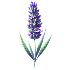 Naklejka premium Vibrant Watercolor Lavender - Isolated Transparent Design